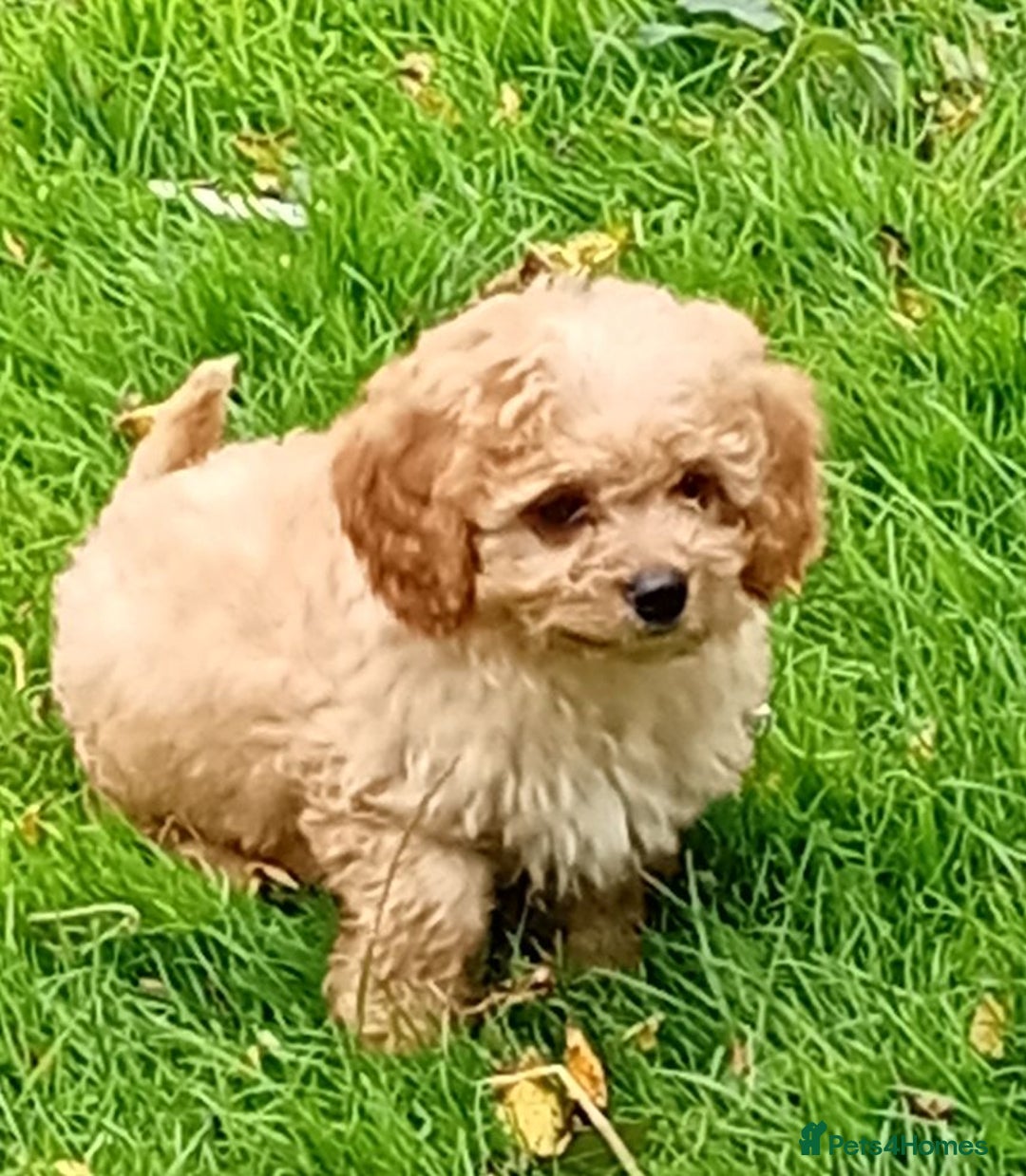 Mixed Breed dogs for sale: Lovely cavapoochon puppies for sale  - Image 2