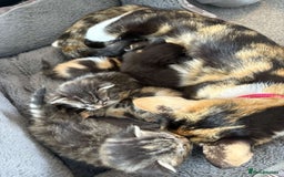 Mixed Breed cats for sale: Female kitten  - Image 4