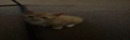 Mixed Breed cats for sale: 2 male kittens  - Advert 8