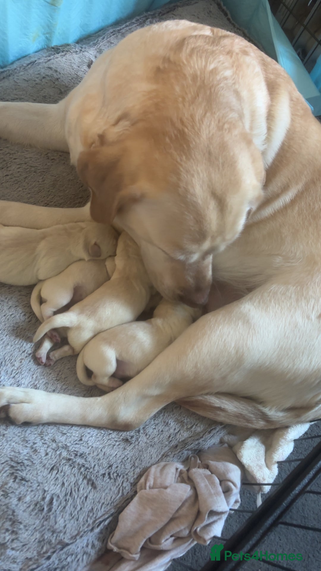 Labrador Retriever dogs for sale: Labrador puppies  - Advert 2