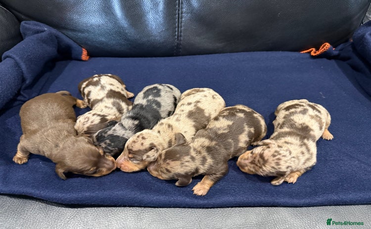Miniature Dachshund dogs - Advert 2
