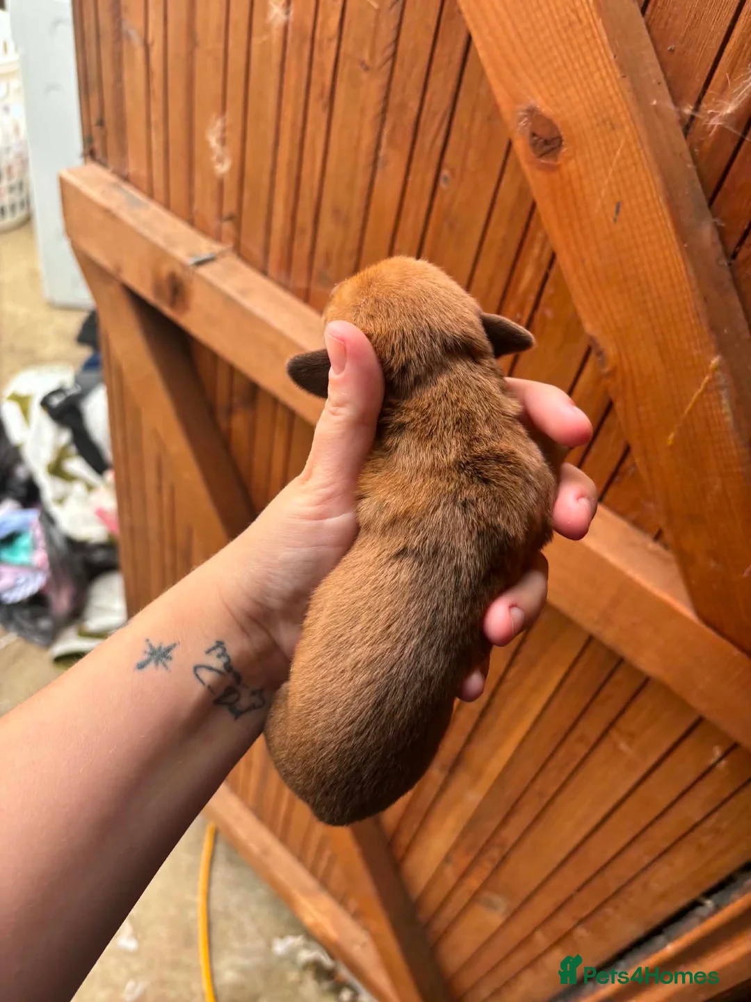 Miniature Dachshund dogs for sale: Oh my goodness so cute  - Advert 2
