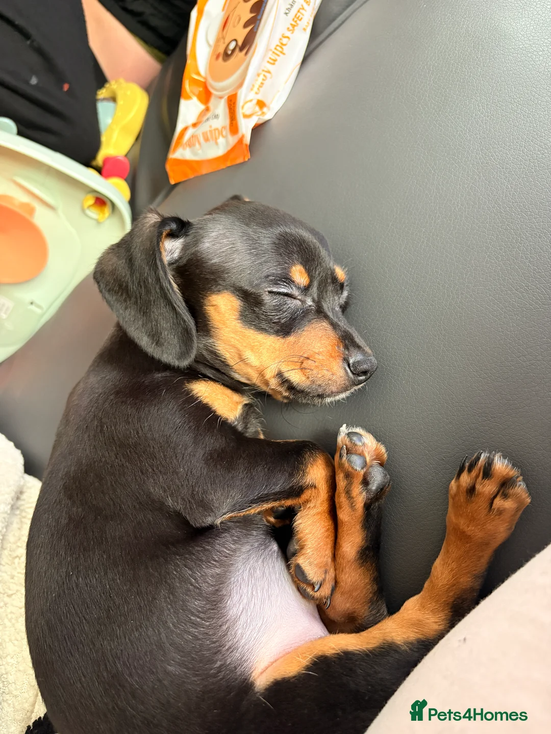 Chiweenie dogs for sale: Female Chinweenie  - Advert 2