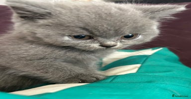 British Shorthair cats - Advert 16