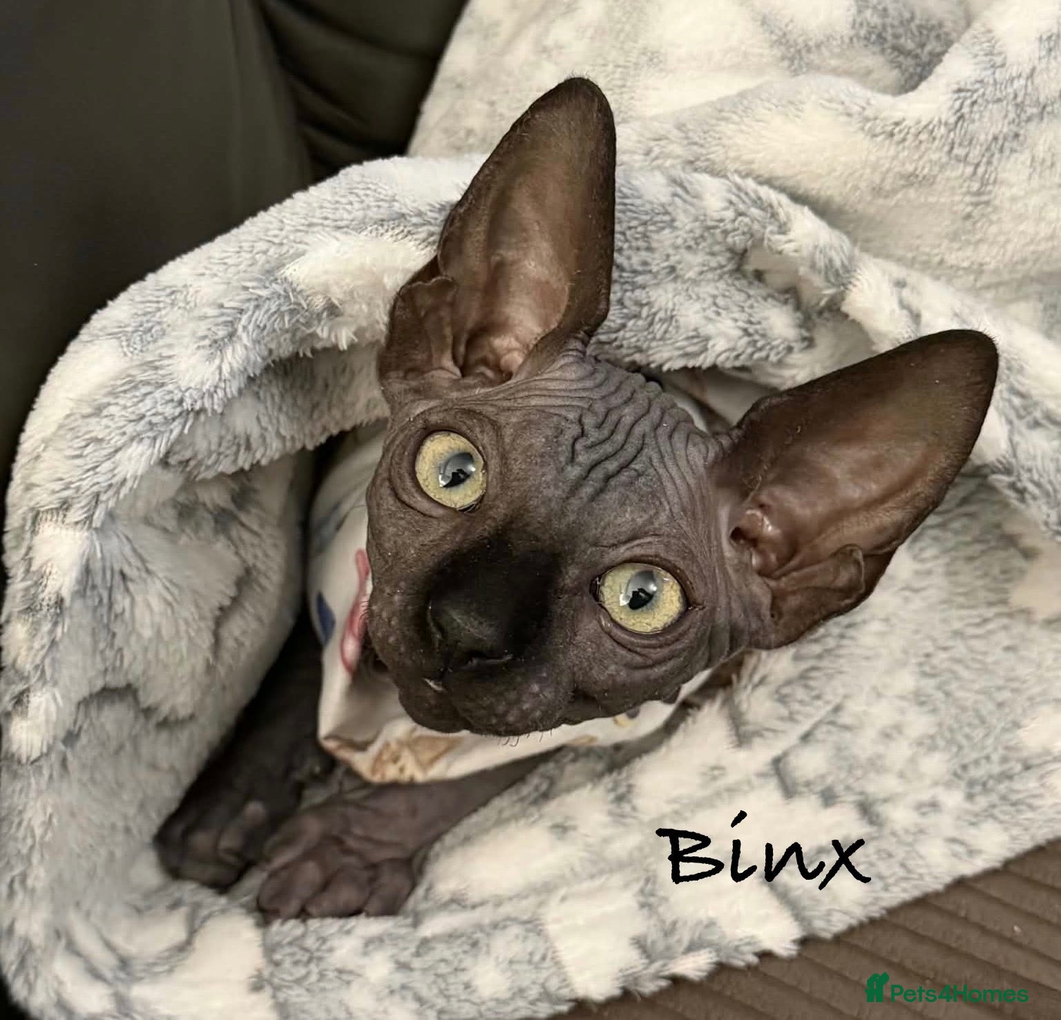 Sphynx cats 🐾TICA REGISTERED SPHYNX - £1000 O.N.O 🐾 - Advert 2