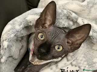 Sphynx cats 🐾TICA REGISTERED SPHYNX - £1000 O.N.O 🐾 - Advert 2