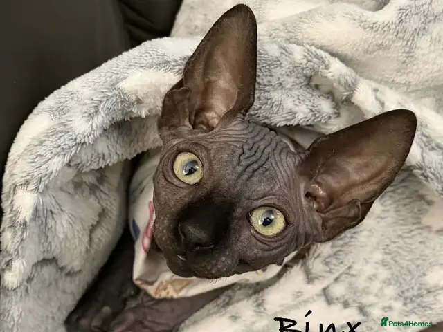 Sphynx cats 🐾TICA REGISTERED SPHYNX - £1000 O.N.O 🐾 - Advert 3