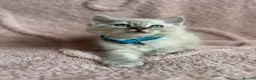Ragdoll cats for sale: Cat / Kittens Ragdoll in Leeds - Advert 8