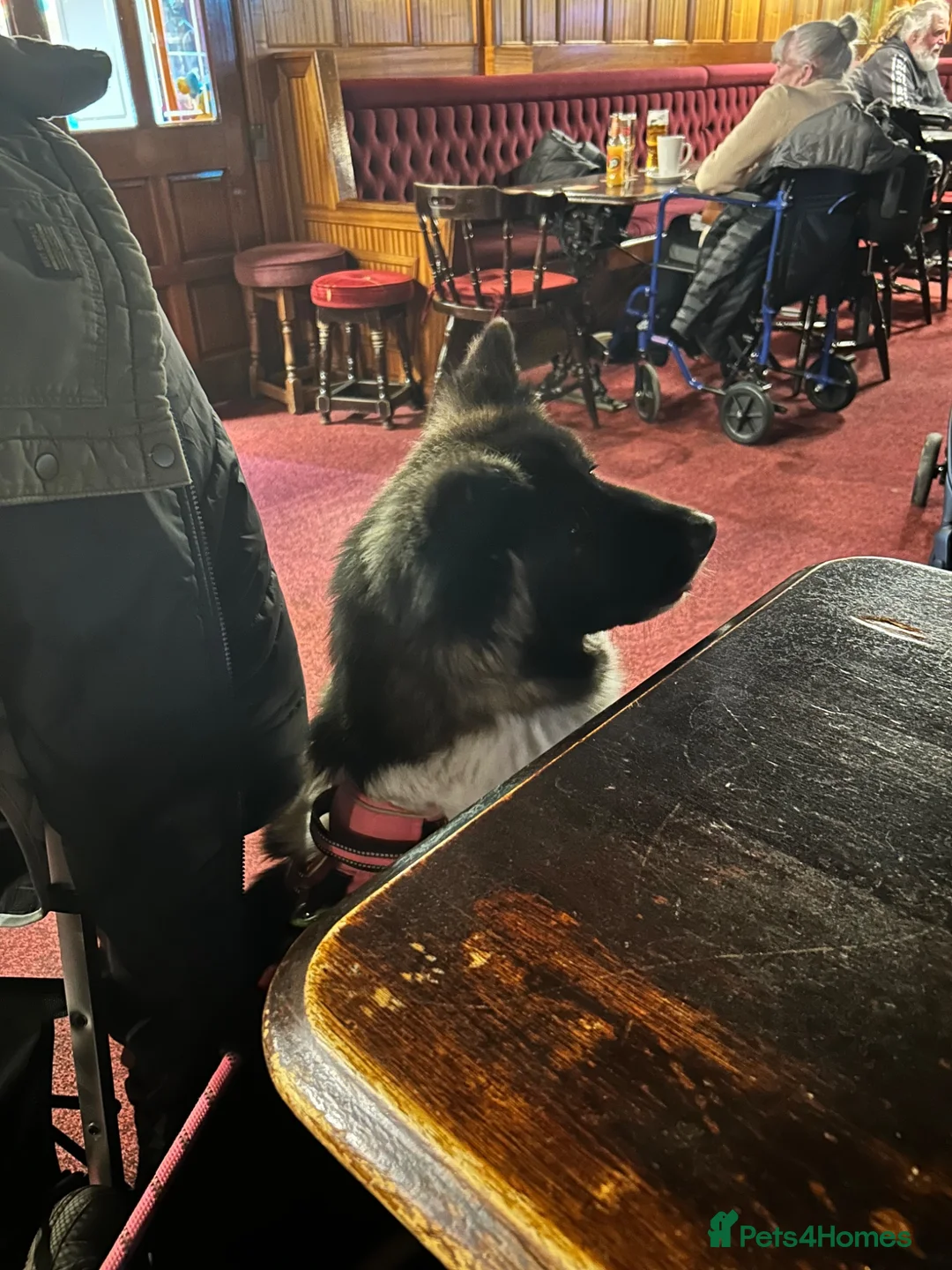 Akita dogs for sale: Female Akita  - Advert 2
