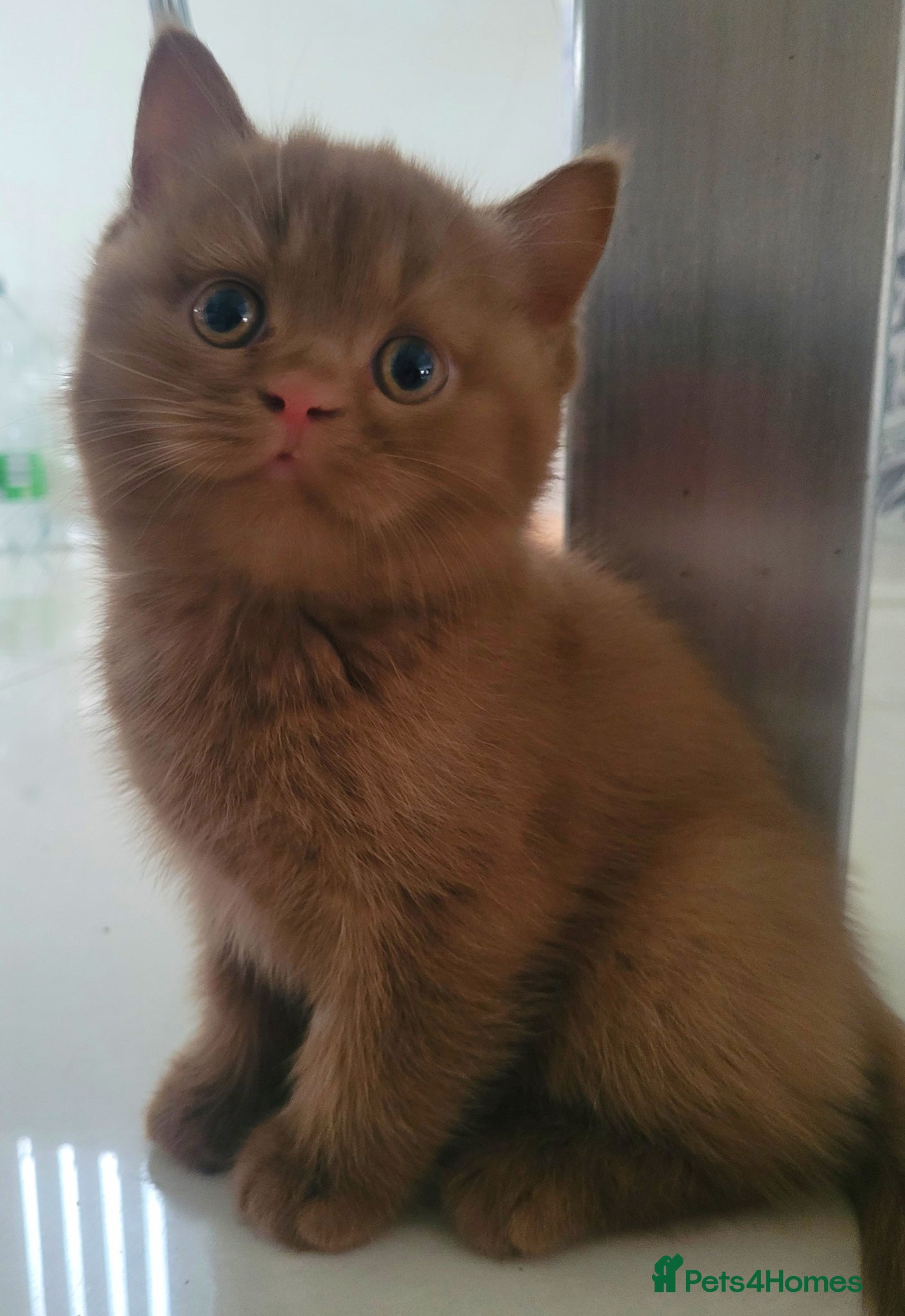 British Shorthair cats Show Quality British Shorthair Cinnamon - Advert 2