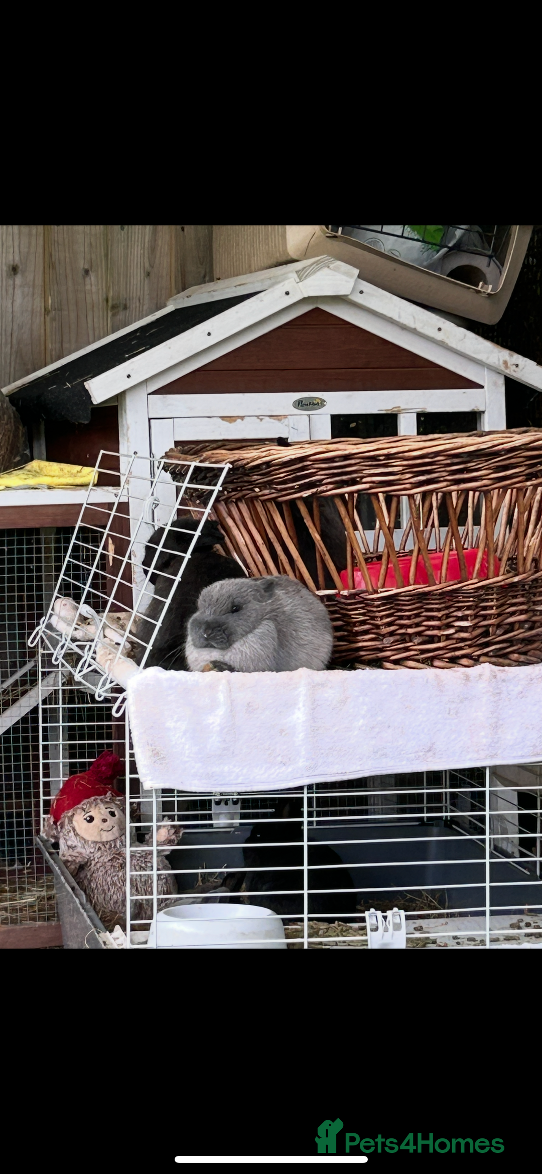 Netherland Dwarf rabbits for sale: Free Netherland dwarf  - Image 4