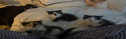 Domestic Shorthair cats for sale: 4 Domestic Shorthair Kittens   - Advert 6