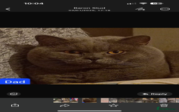 British Shorthair cats for sale: Beautiful fluffy British blue babies ready at  **  - Advert 10