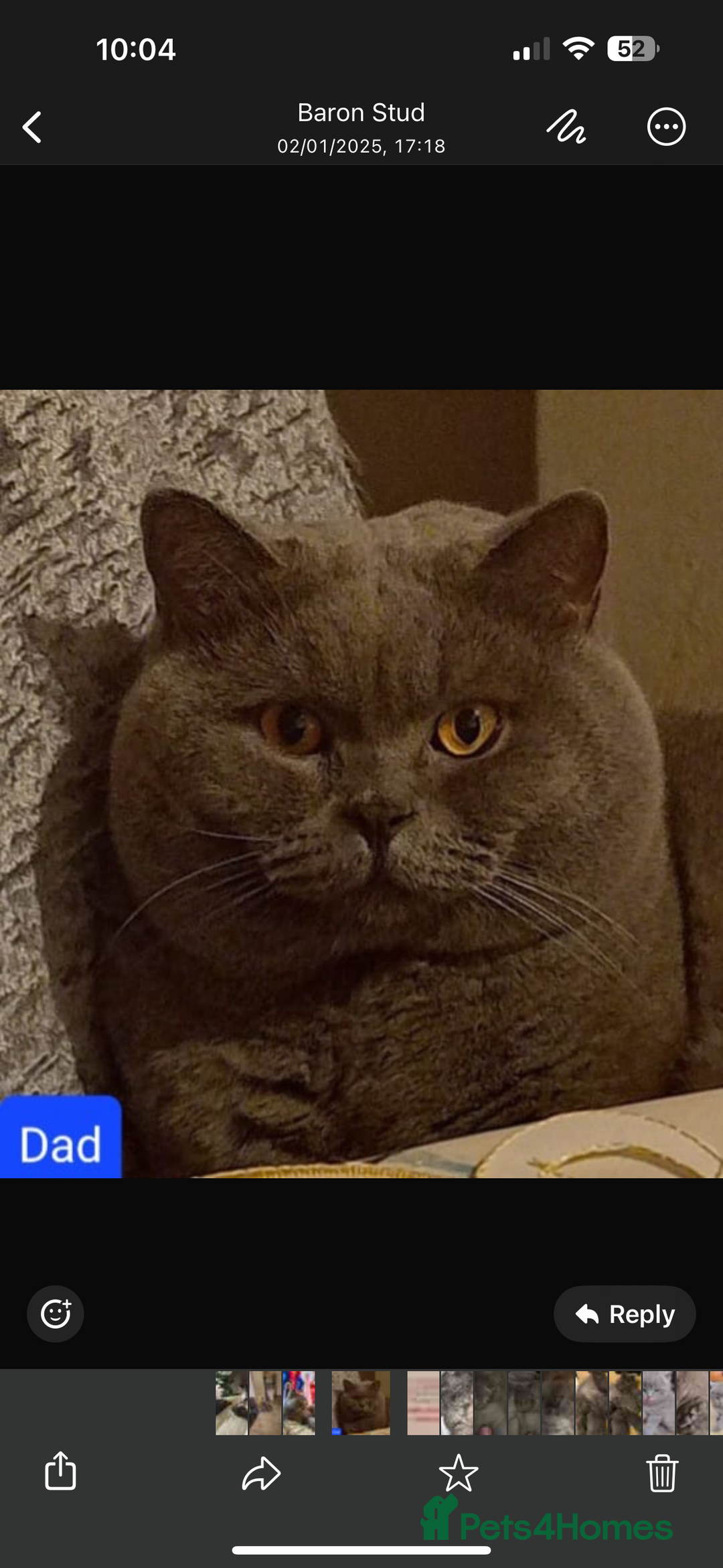 British Shorthair cats for sale: Beautiful fluffy British blue babies ready at  **  - Advert 10