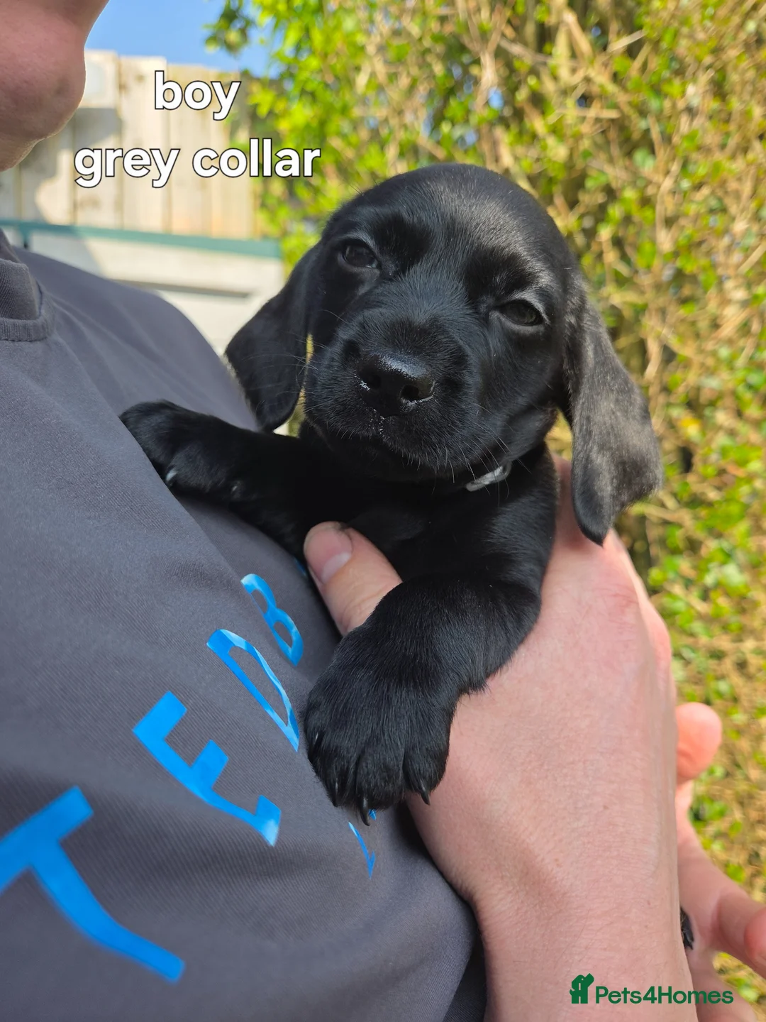 Mixed Breed dogs for sale: READY NOW! Dachshund x Cocker Spaniel Puppies - Advert 1