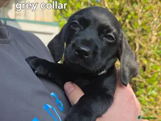 Mixed Breed dogs READY NOW! Dachshund x Cocker Spaniel Puppies - Advert 2