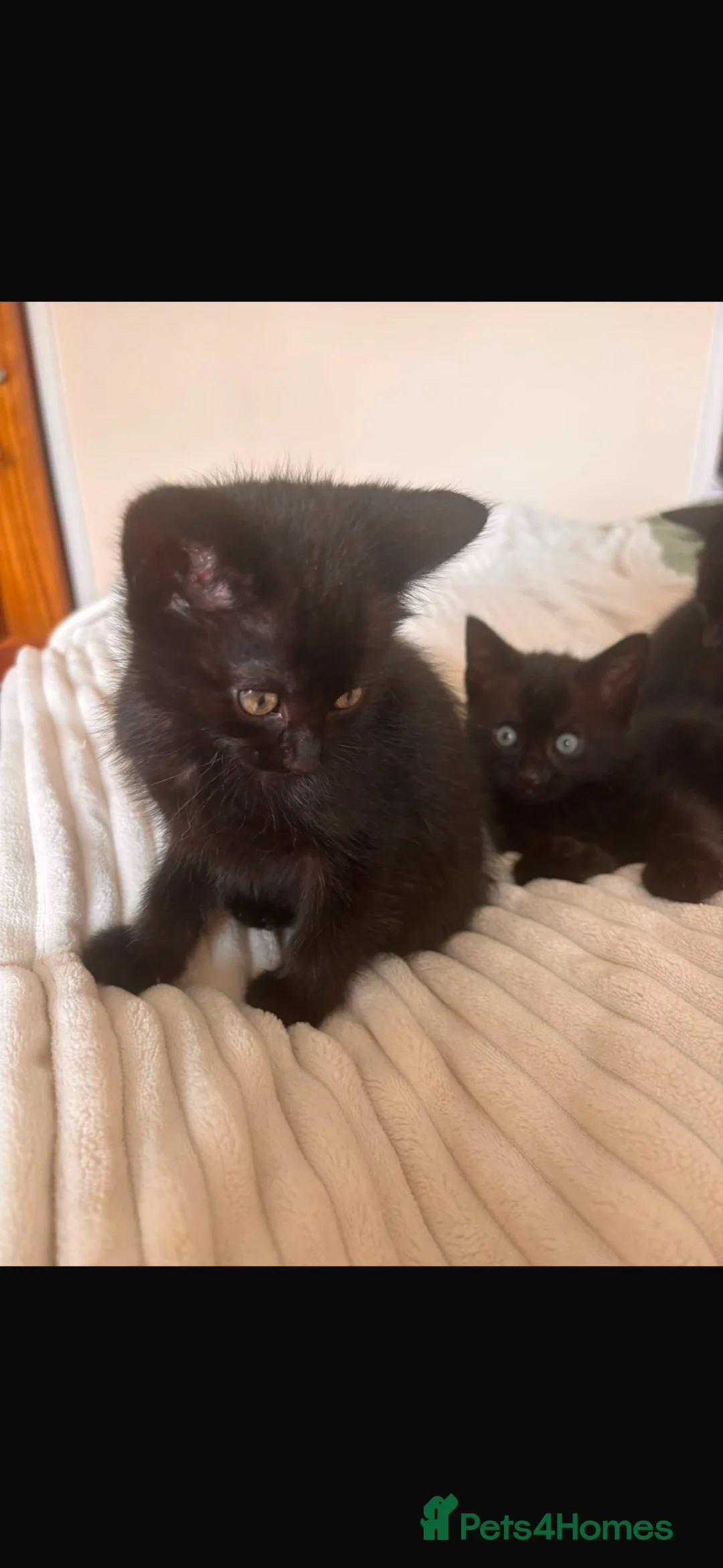 Mixed Breed cats for sale: Black kittens - Advert 13