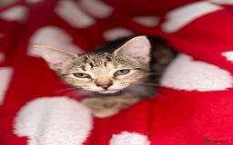 Mixed Breed cats for sale: Pretty little girls  - Image 29