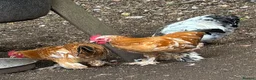 Chickens poultry for sale: 3 Little Pekin x boys - Advert 3