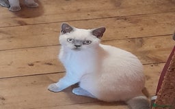 British Shorthair cats for sale: BSH Kitten - Male 5 Mth Old - Lilac Colourpoint - Image 10