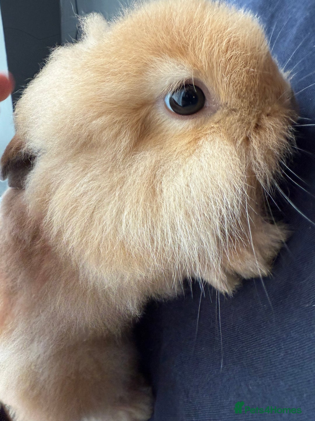 Mini Lion Lop rabbits for sale: Indoor rabbits  - Image 2