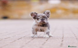 French Bulldog dogs for sale: Top girls ready to leave  - Image 14