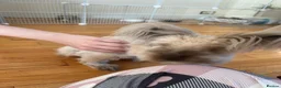 Angora rabbits for sale: Benny the bunny in London - Advert 5