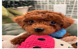 Toy Poodle dogs for sale: Beautiful Pure bred Tiny Toy Poodle puppies - Advert 1