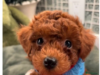 Toy Poodle dogs Beautiful Pure bred Tiny Toy Poodle puppies - Advert 3