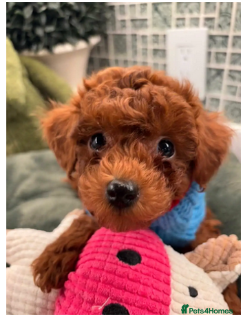 Toy Poodle dogs Beautiful Pure bred Tiny Toy Poodle puppies - Advert 1