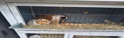 Guinea Pig rodents for sale: 2 Male guinea pig, FREE to good home  in Preston - Advert 3
