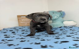 Cane Corso dogs for sale: Cane corso puppies for sale  - Image 2