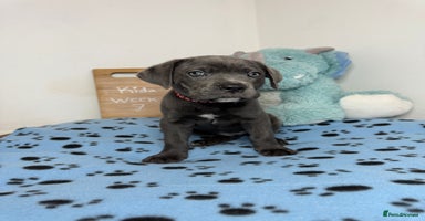 Cane Corso dogs - Advert 14