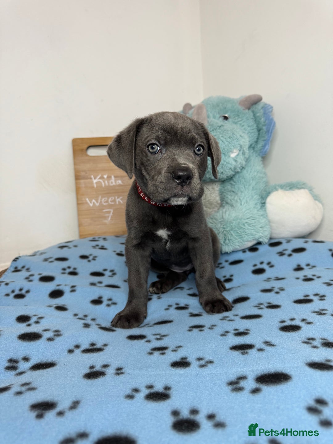 Cane Corso dogs for sale: Cane corso puppies for sale  - Image 2