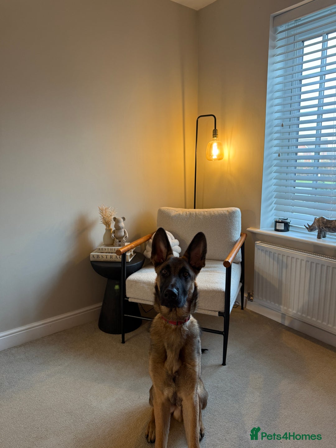 German Shepherd dogs for sale: Special home needed for Mando - Advert 2