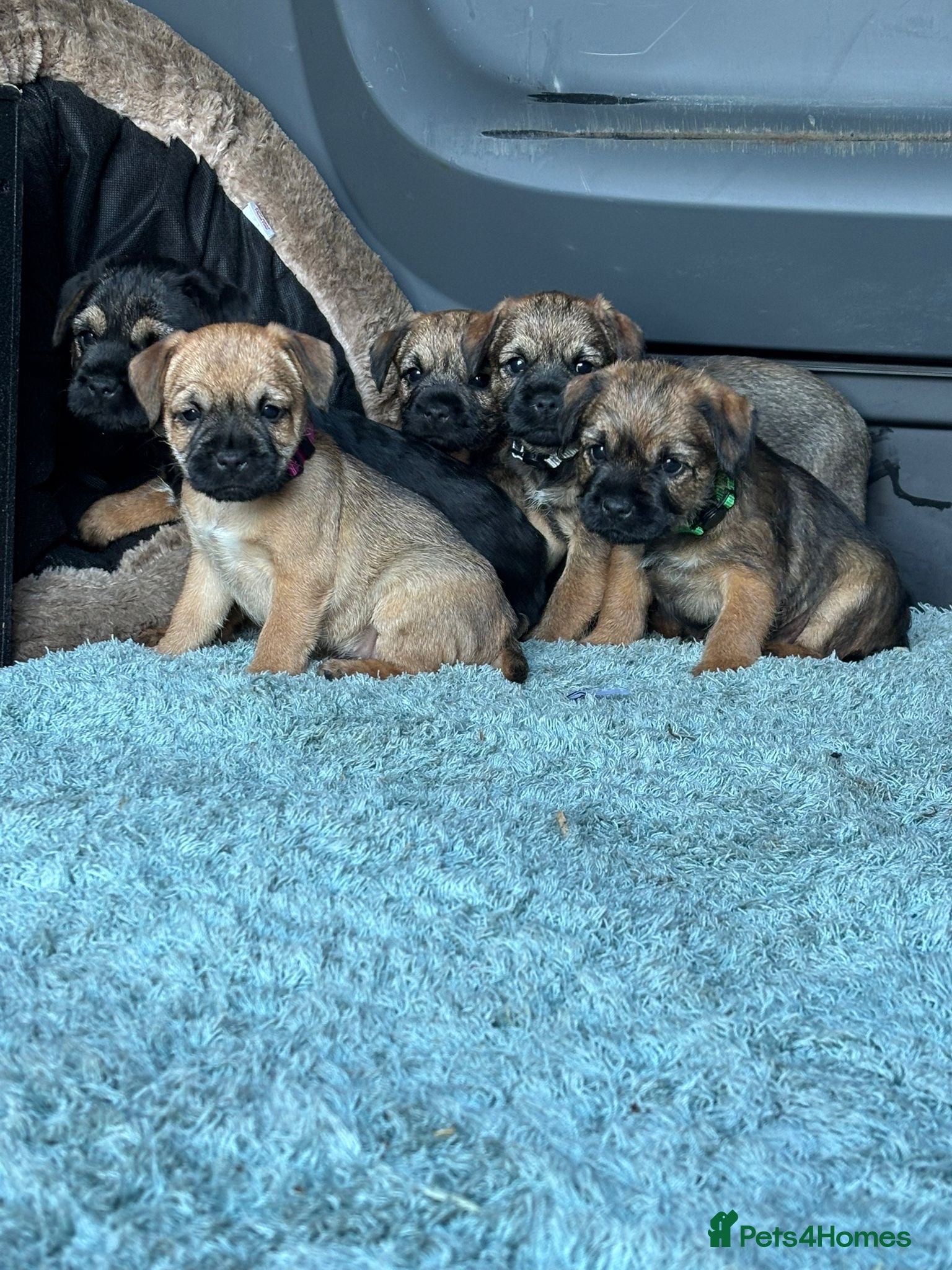 Border Terrier dogs Border terrier pups  - Advert 2
