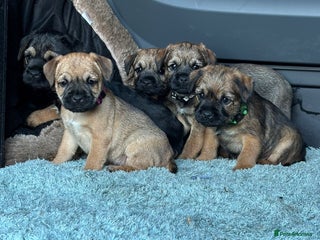 Border Terrier dogs Border terrier pups - Advert 2