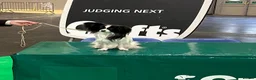 Papillon dogs for sale: KC Registered Male Papillon puppy for sale in Braintree - Advert 24
