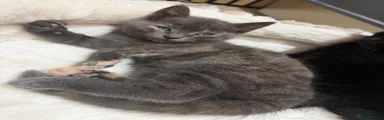 British Shorthair 2
