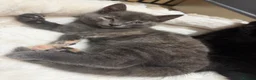 British Shorthair cats for sale: Grey and black British short hair kittens  - Advert 4