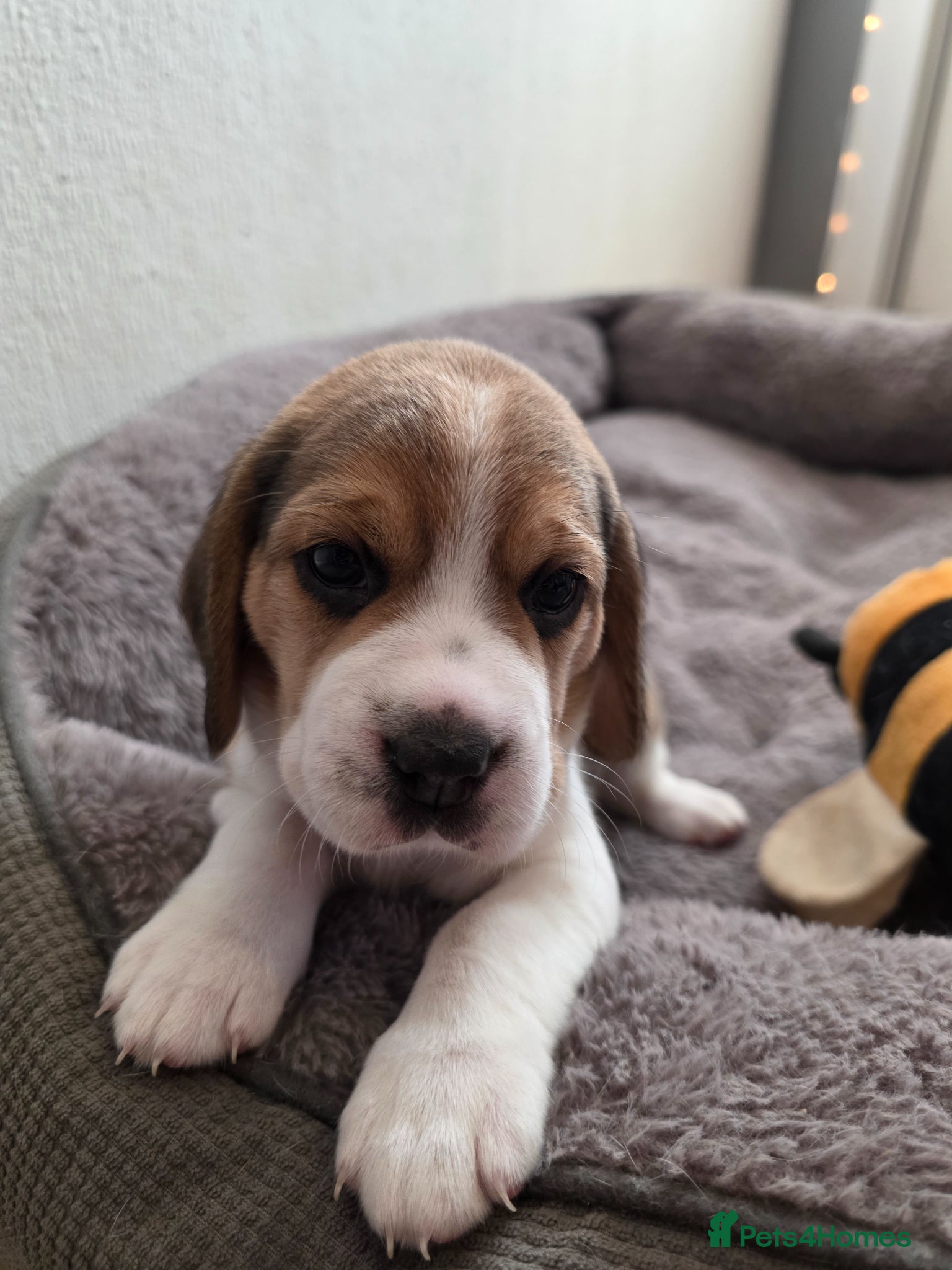 Beagle dogs for sale: Beagle puppies ready for love!! - Advert 13
