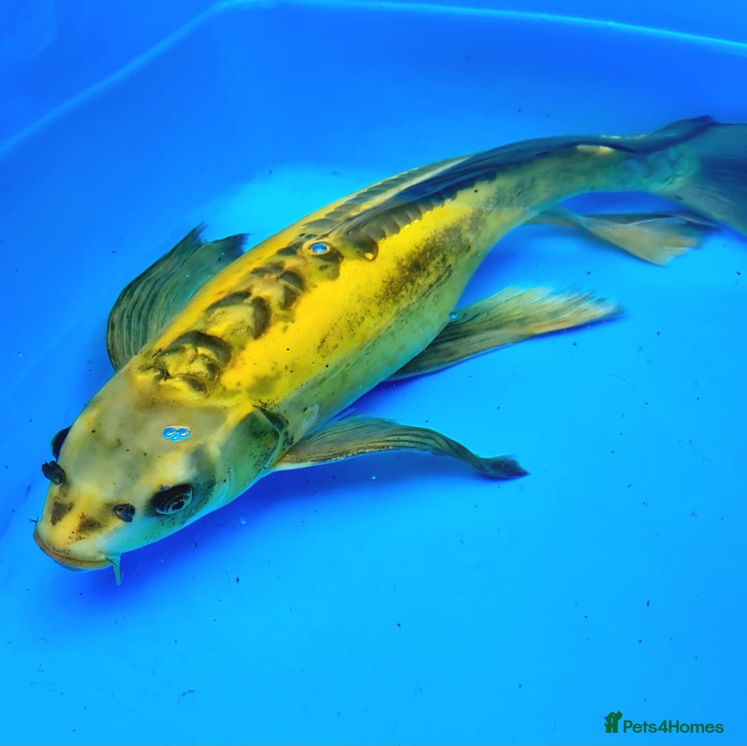 Goldfish fish for sale: GOLDFISH KOI CARP GHOST CARP BUTTERFLY KOI FISH - Image 6