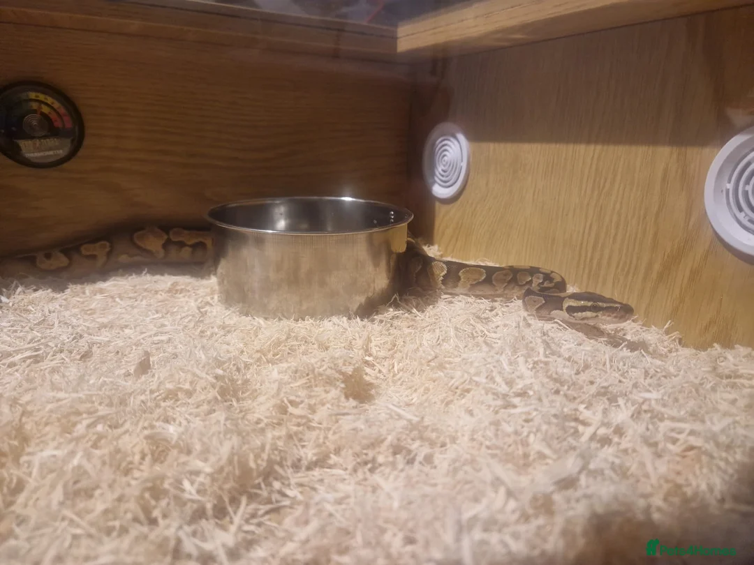 Python Snake reptiles for sale: Female  - Advert 3