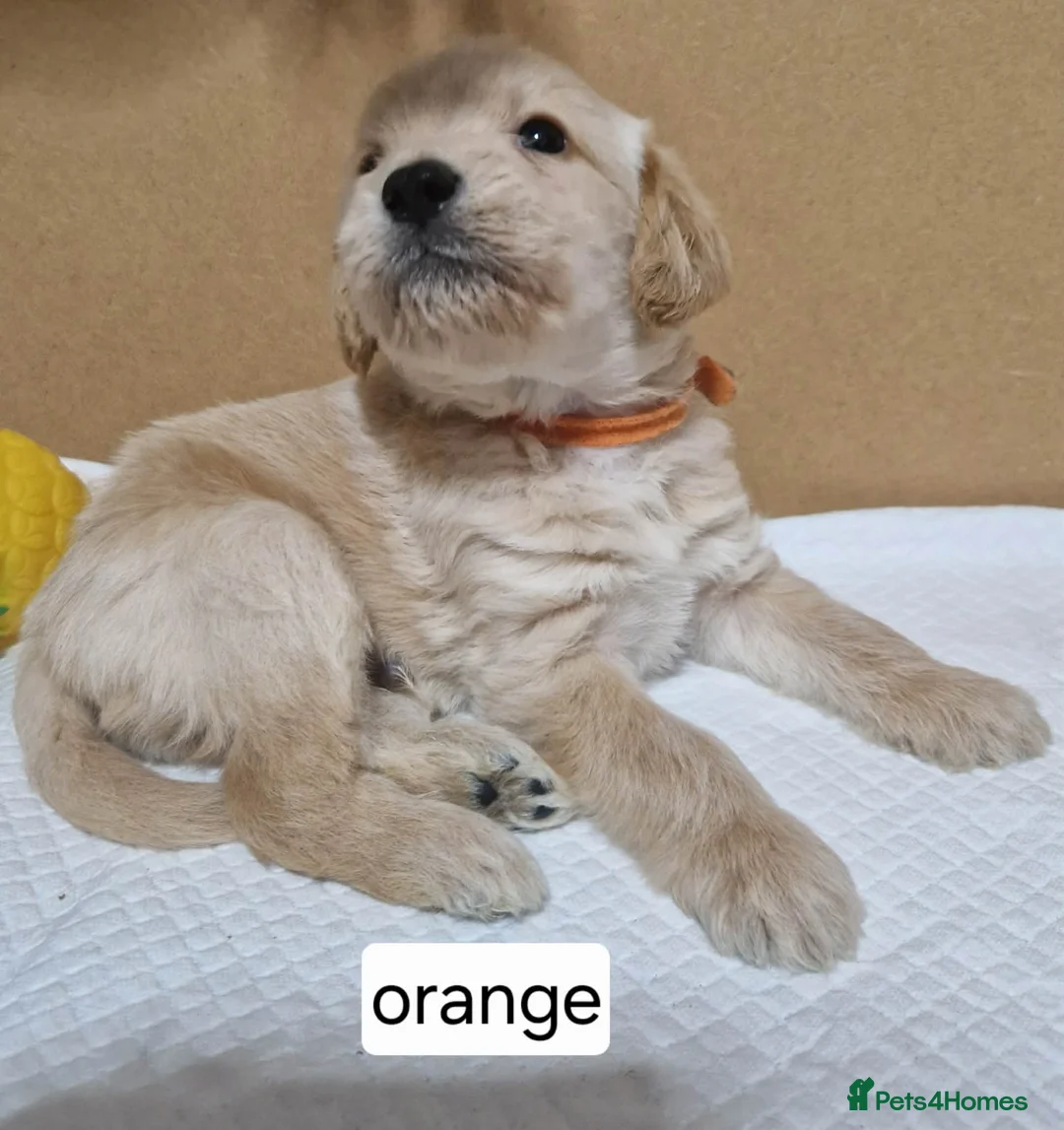Mixed Breed dogs for sale: Beagle Doodles - Advert 1