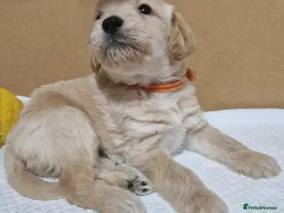 Mixed Breed dogs Beagle Doodles - Advert 1