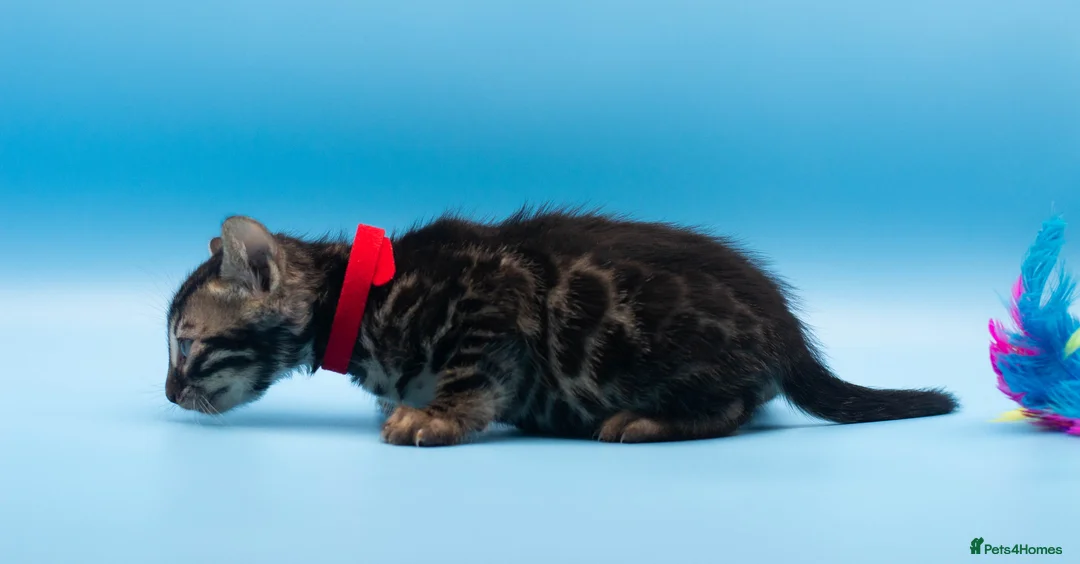 Bengal cats for sale: TICA Registered Bengal Kittens – Truly Magnificent - Advert 14