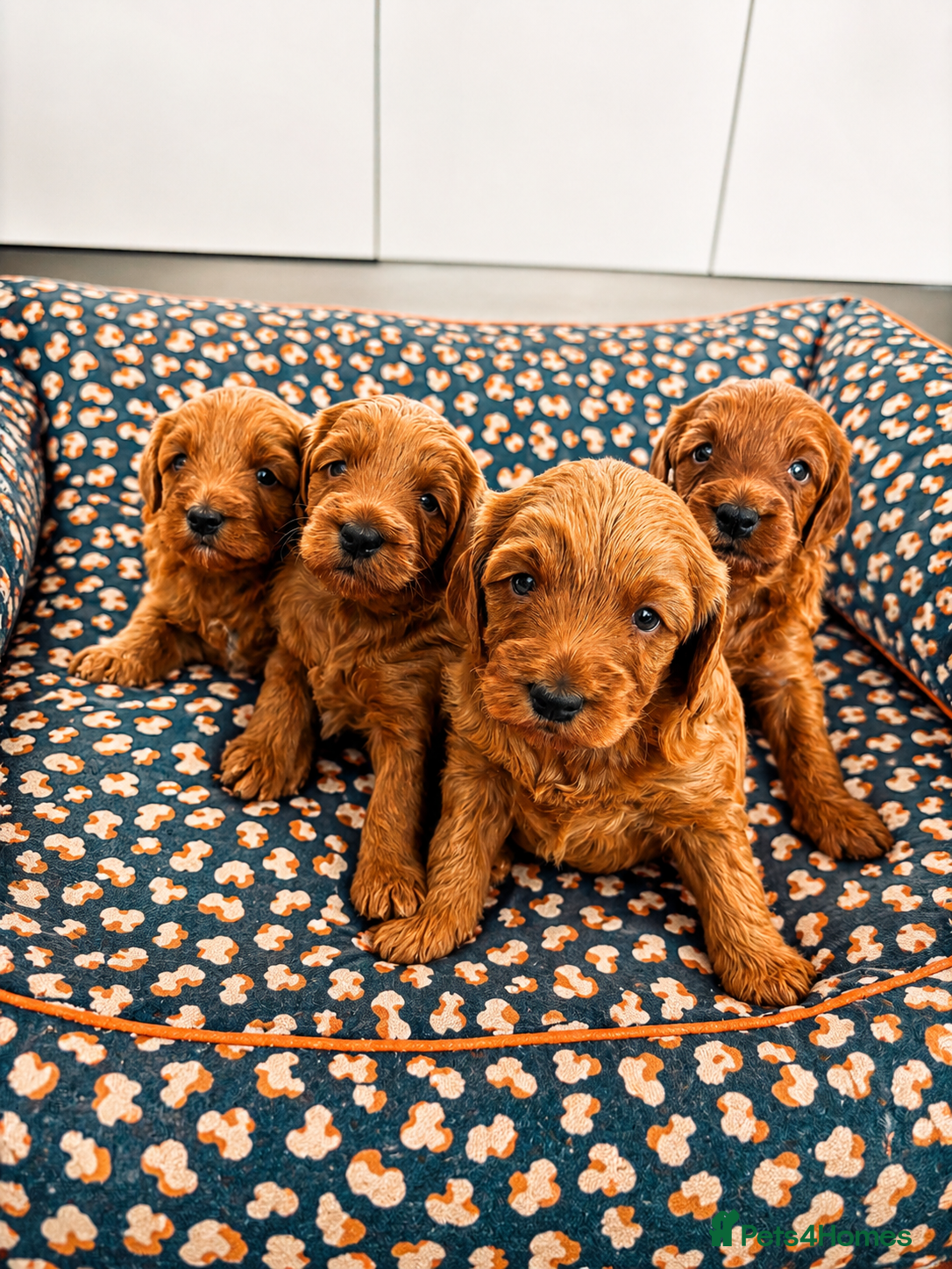 Australian Labradoodle dogs Stunning Mini Australian Labradoodles Puppies 🐾 - Advert 17