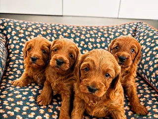 Australian Labradoodle dogs Stunning Mini Australian Labradoodles Puppies 🐾 - Advert 17