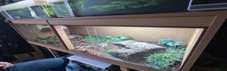 Skink reptiles for sale: Blue Tongue Skink  - Advert 3