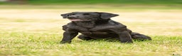 Labrador Retriever dogs for stud: 0/0 HIP & ELBOWS FULLY HEALTH TESTED BLACK STUD in Malton - Advert 2